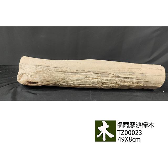 福爾摩沙櫸木