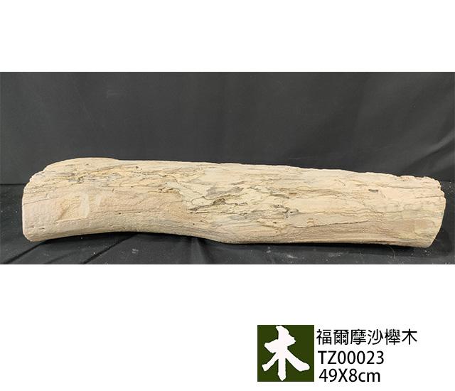 福爾摩沙櫸木