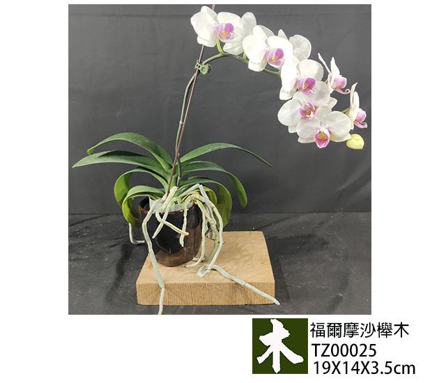 福爾摩沙櫸木