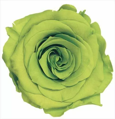 不凋大輪玫瑰(L-8朵) 05203-721