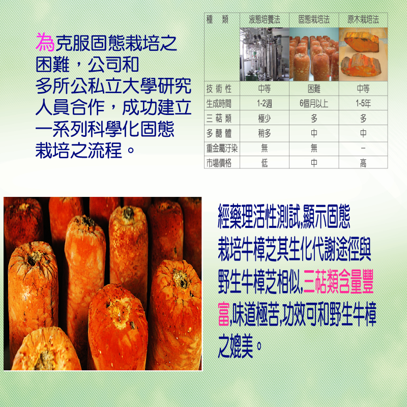 天地人 樟芝王超濃縮牛樟芝膠囊500mg*60顆/瓶