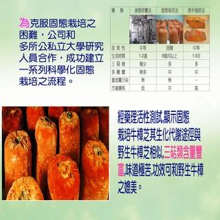 康建生產 牛樟芝 樟芝王 4倍濃縮 單方牛樟芝子實體+菌絲體膠囊 每顆都有感 膠囊 天地人樟芝王 60顆/瓶 調整體質