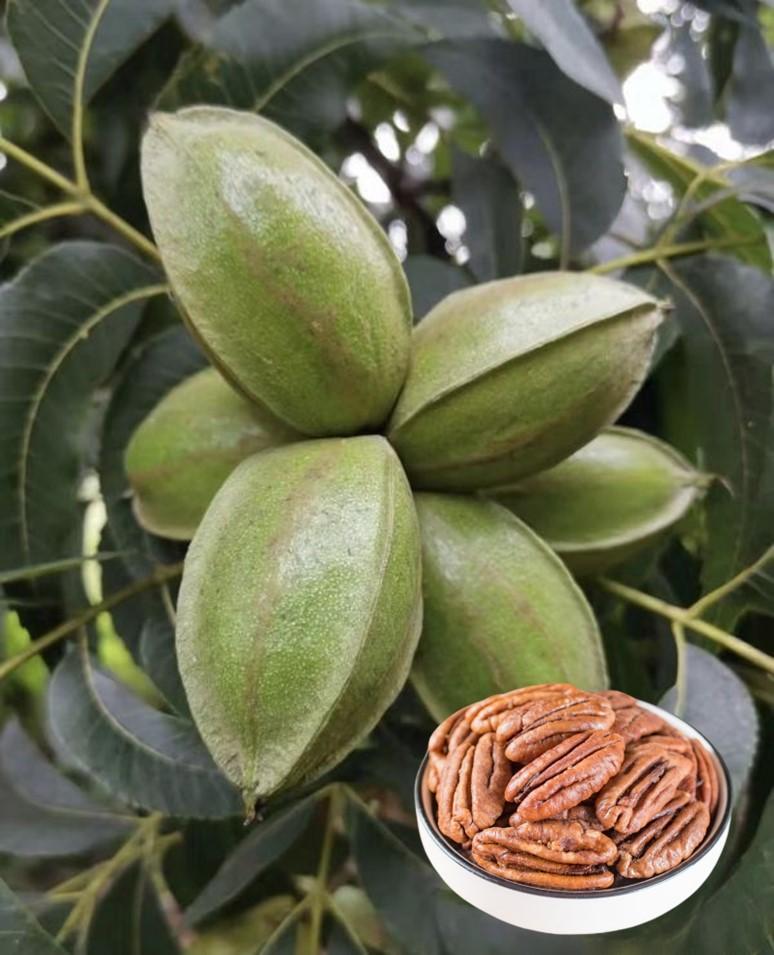 美國胡桃 低溫素燒烘培 原味胡桃 美國胡桃 低溫烘焙原味胡桃 淺嚐微酥 細品則滿口生香的美好堅果