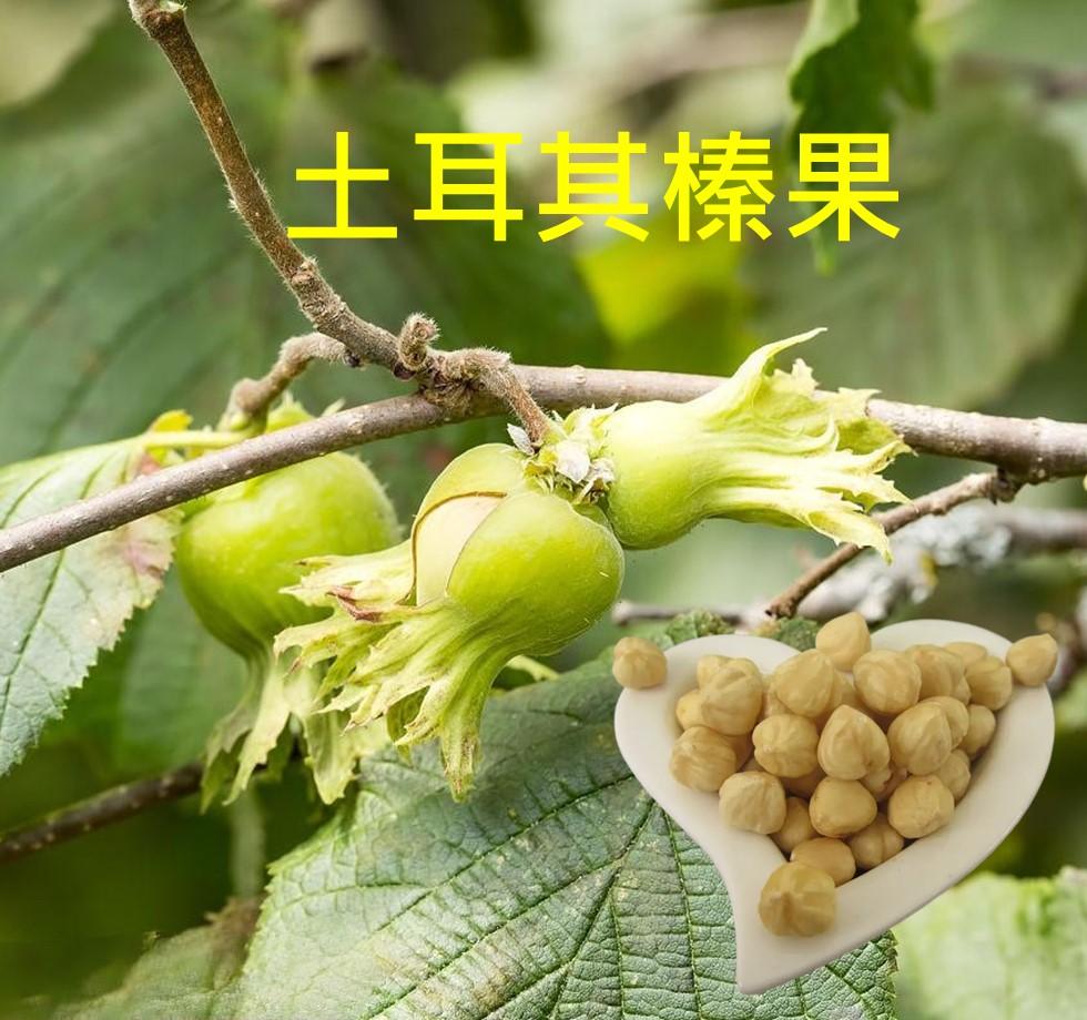 低溫烘培素燒 土耳其原味熟榛果（300克/600克）即食 低溫烘焙原味榛果 獨特榛果香氣滿溢 帶來幸福的榛果可可氣息