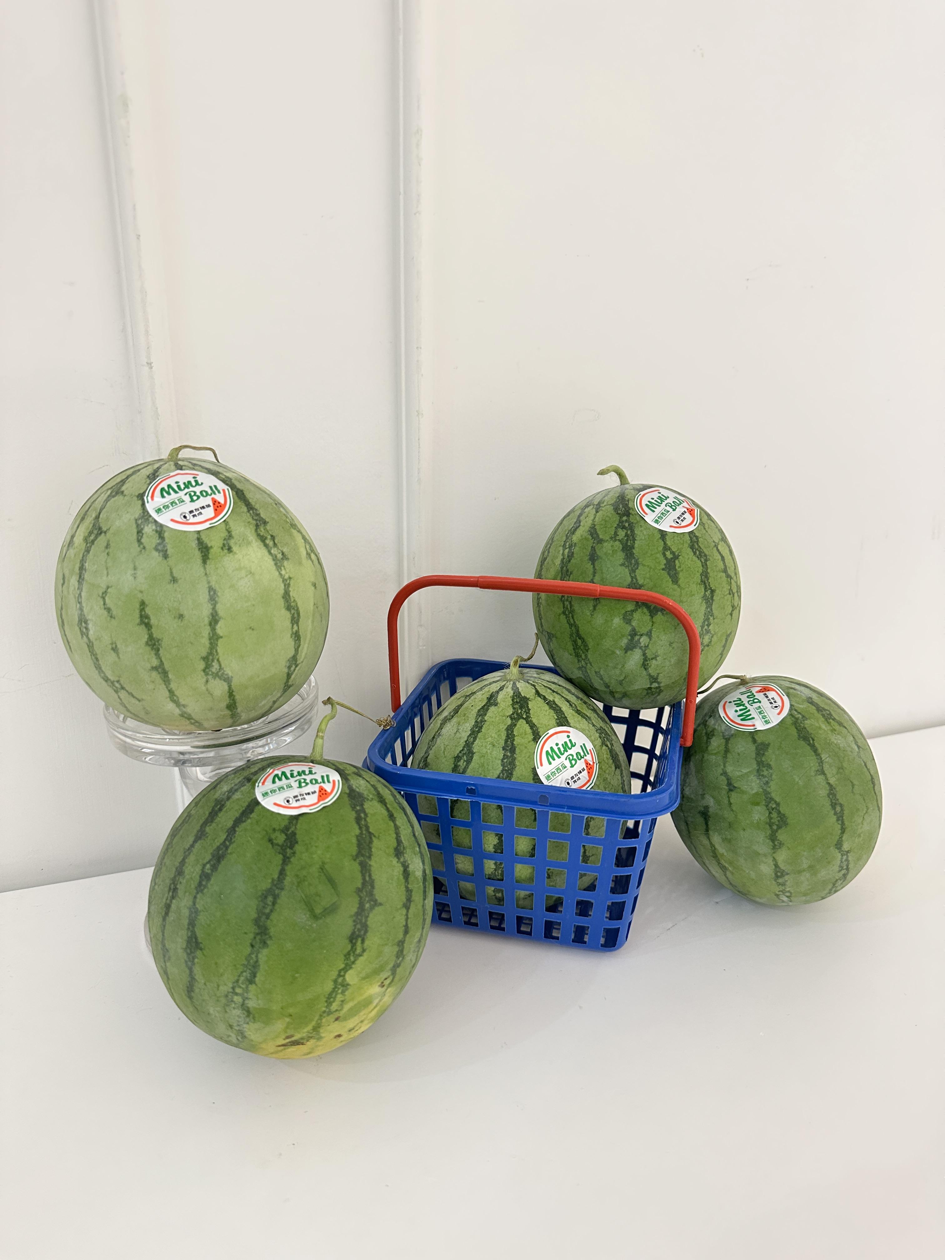 嘉義mini ball迷你紅肉西瓜 單顆600g