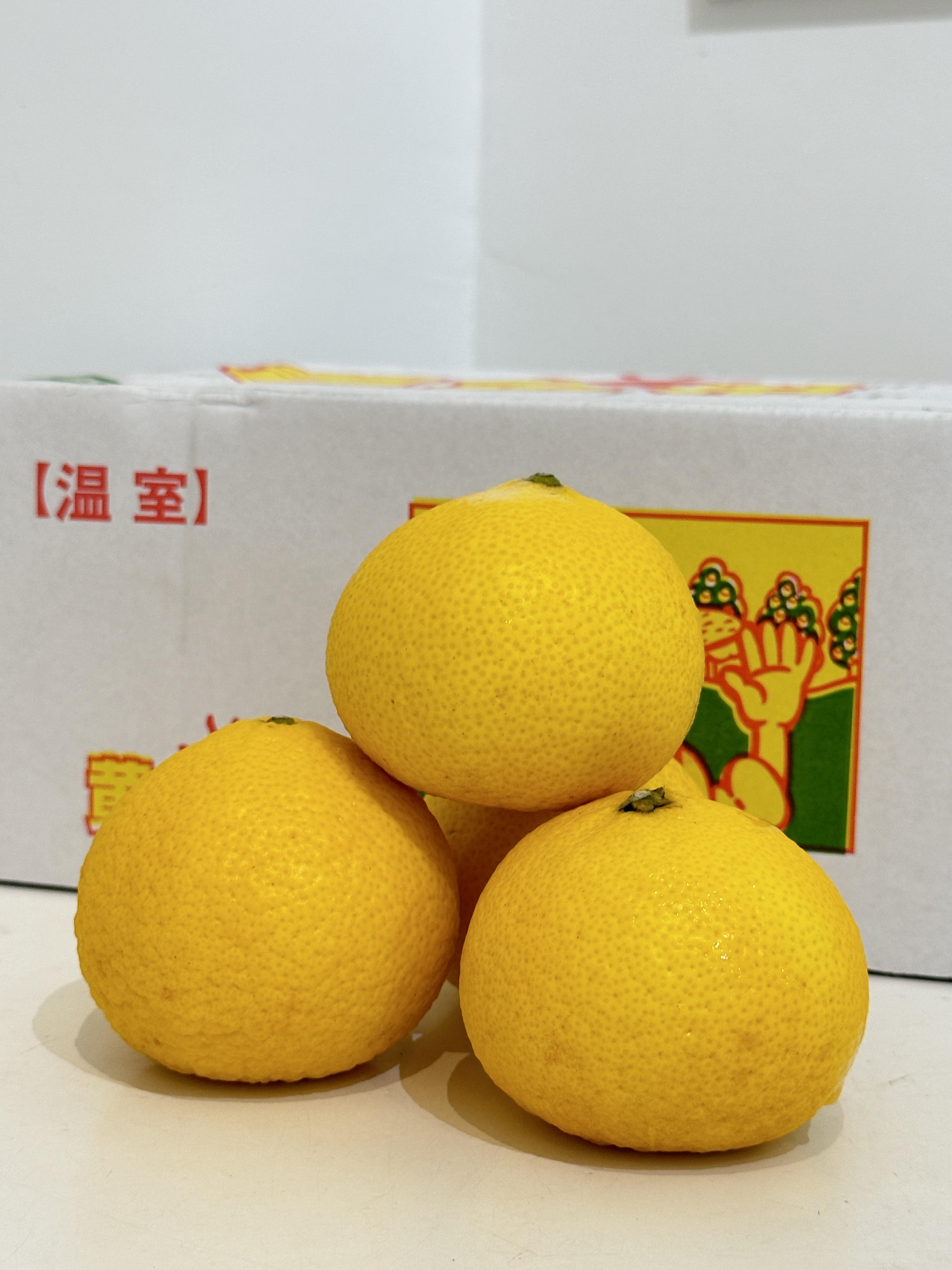 日本高知縣土佐黃金柑(貴婦柑) 3公斤原箱