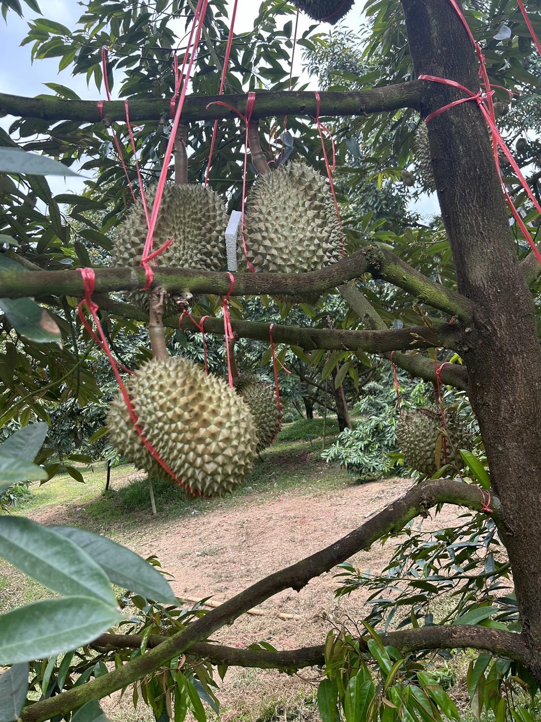 泰國空運 正宗頂級貓山王 (不是托曼尼)