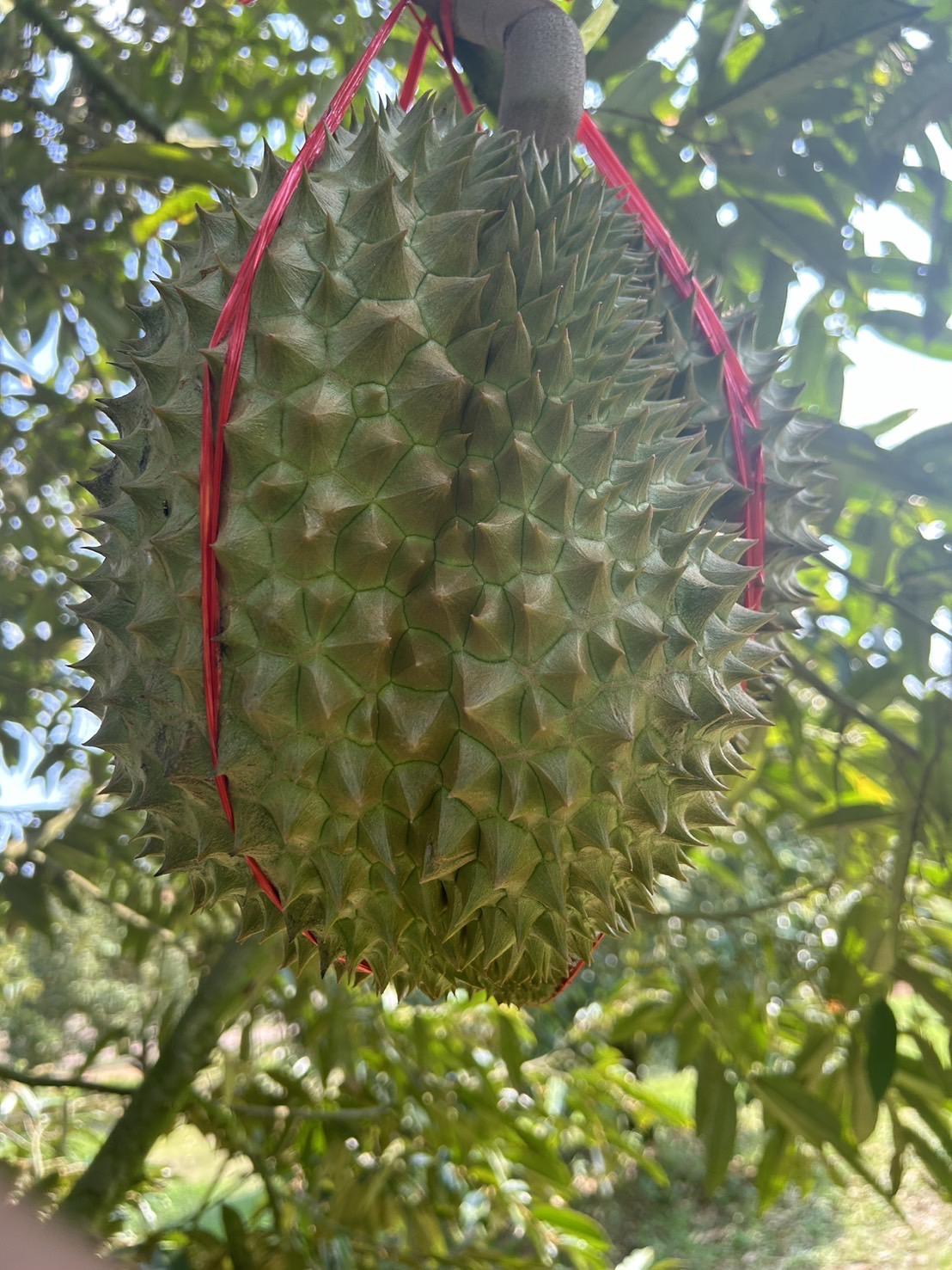 泰國空運 正宗頂級貓山王 (不是托曼尼)