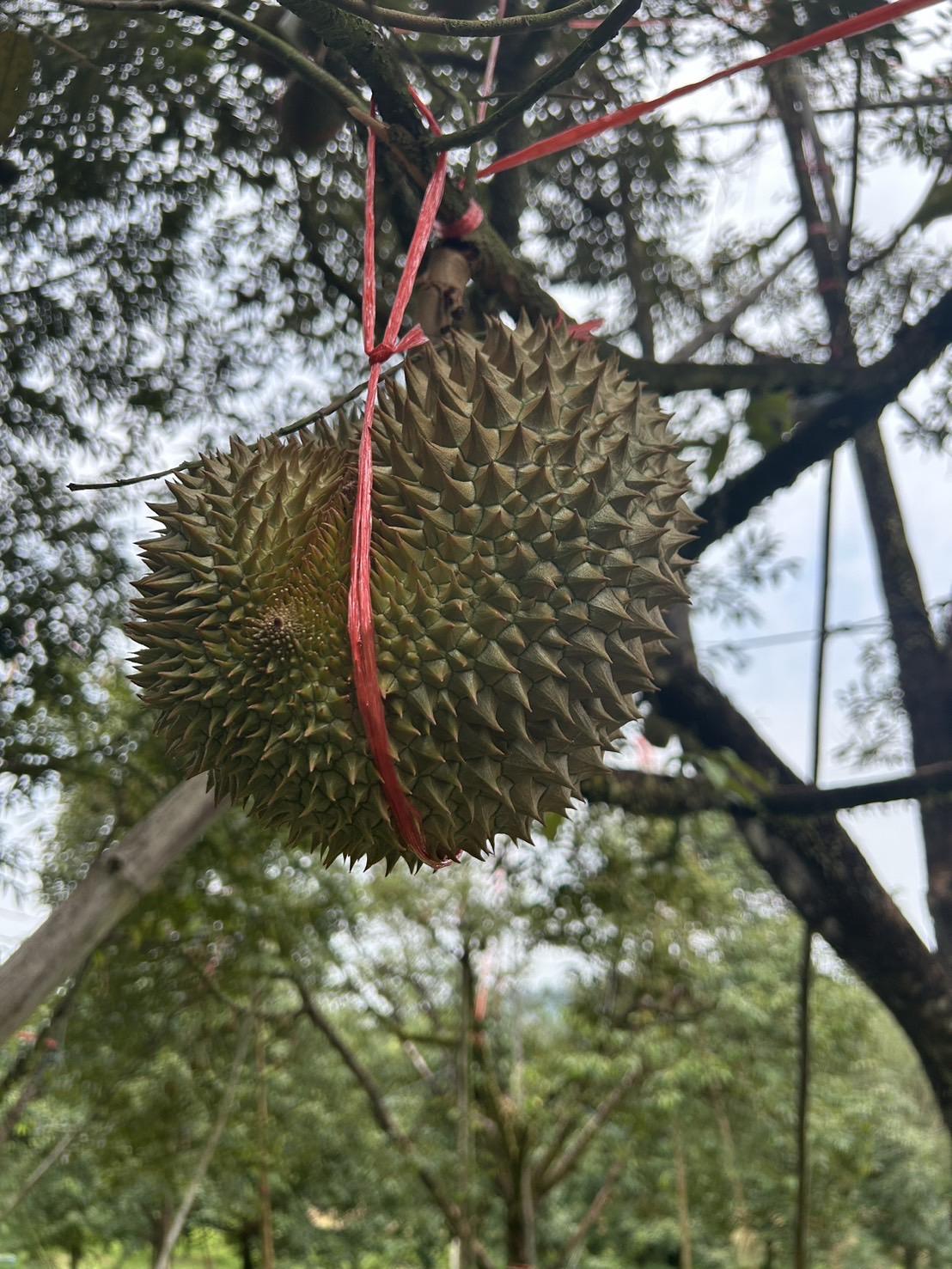 泰國空運 正宗頂級貓山王 (不是托曼尼)