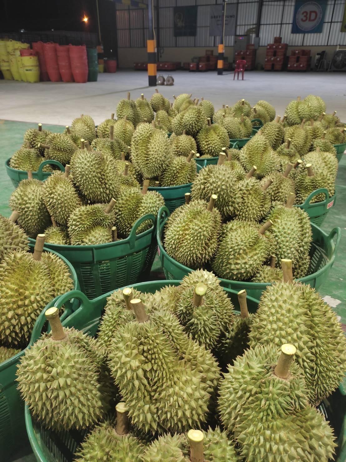 泰國空運 正宗頂級貓山王 (不是托曼尼)