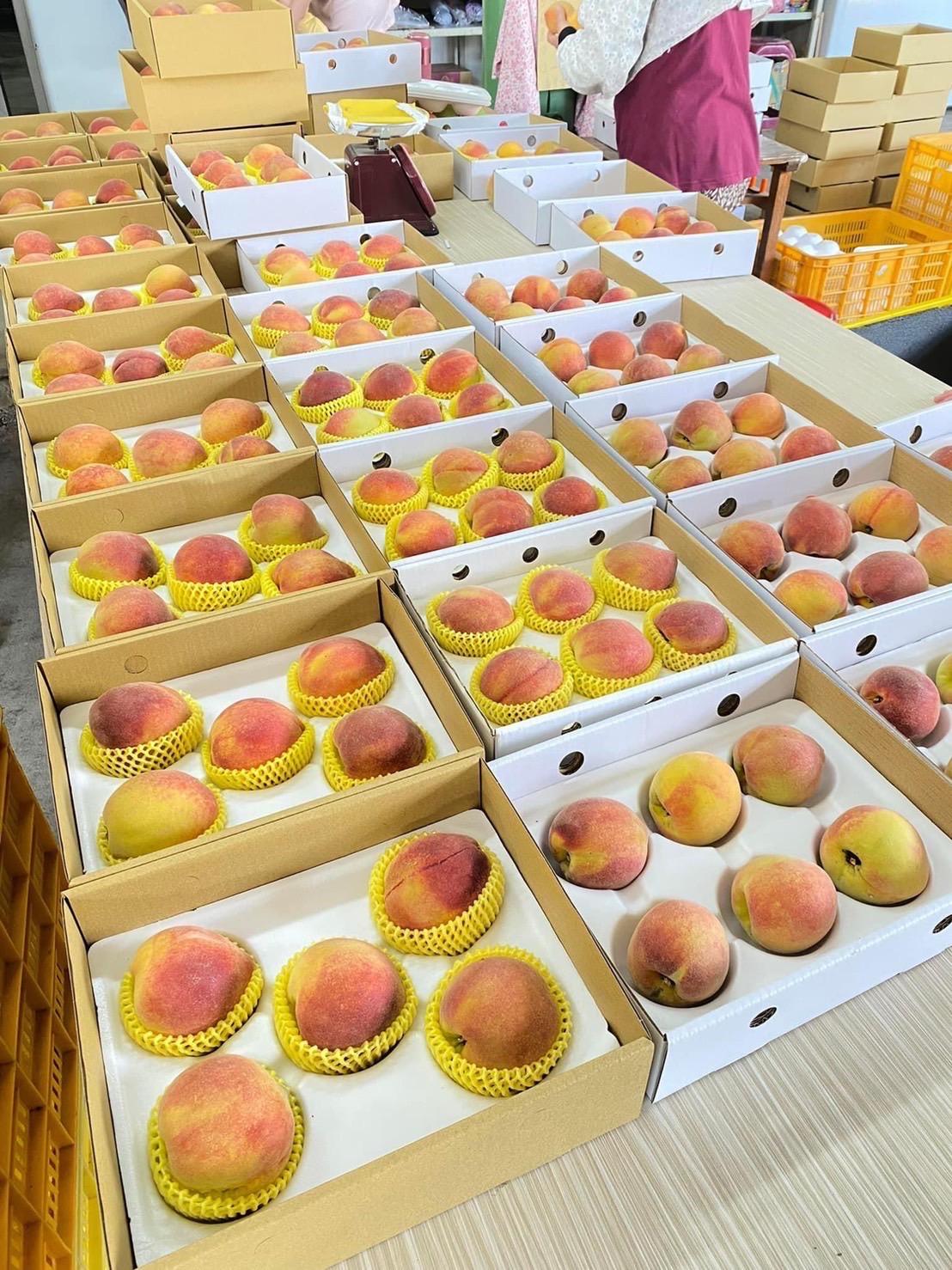 保證甜!!黃金水蜜桃 5/6/8/10玉 產地直送!!