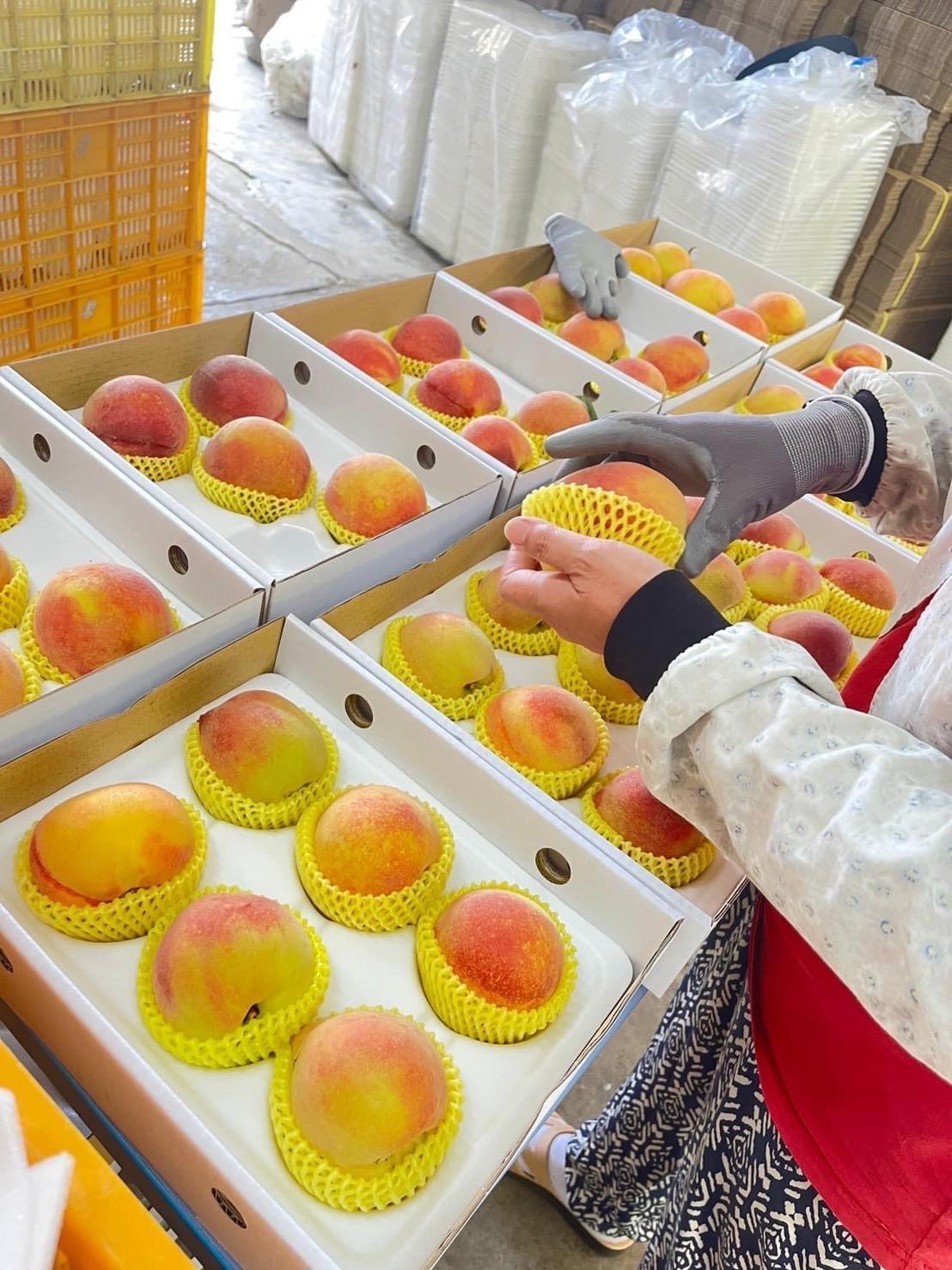 保證甜!!黃金水蜜桃 5/6/8/10玉 產地直送!!