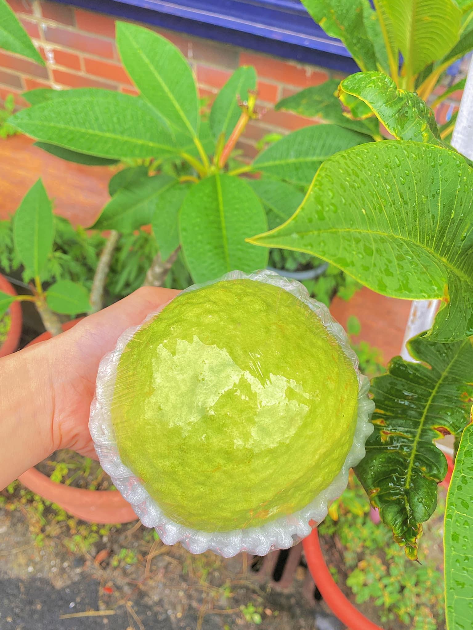 【芭樂界勞斯萊斯】珍翠芭樂 5台斤6-9顆