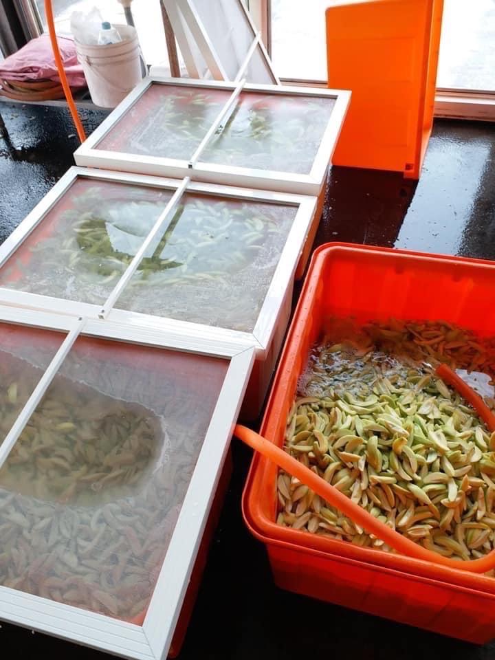 (預購) 新鮮手工製作芒果青 700g