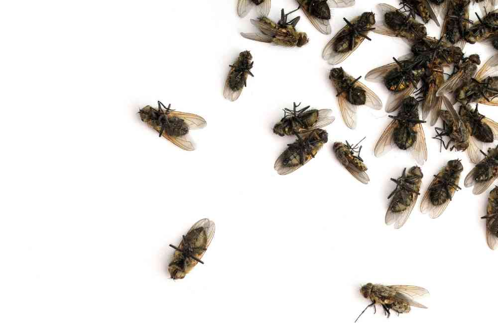 百利普芬 vs 一般殺蟲劑差在哪？IGR環境用藥的5大優勢解析