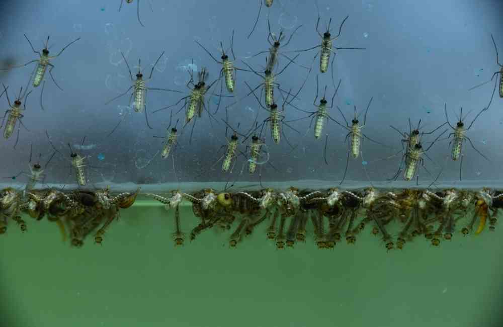 百利普芬的使用建議與常見誤區