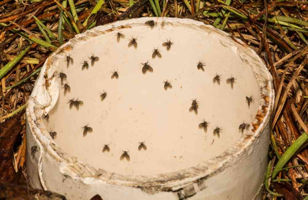 為什麼選擇百利普芬?IGR 環境用藥的核心優勢