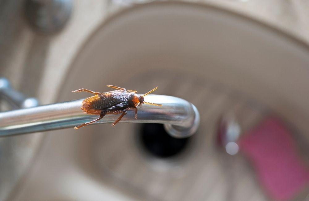 實測開案前：氣味防蟑真的有用嗎？我們先用數據說話