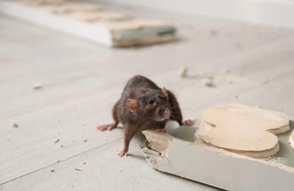 自行處理老鼠的方法有哪些？優點與盲點一次看