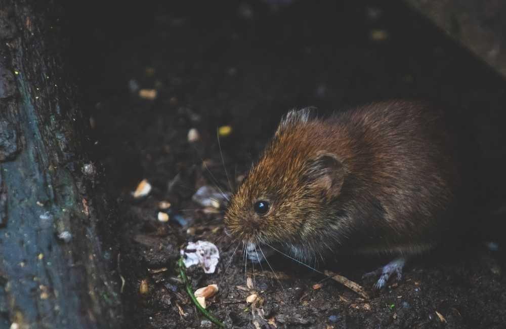 專業滅鼠公司 vs 自行處理：效果、風險與花費一次比給你看