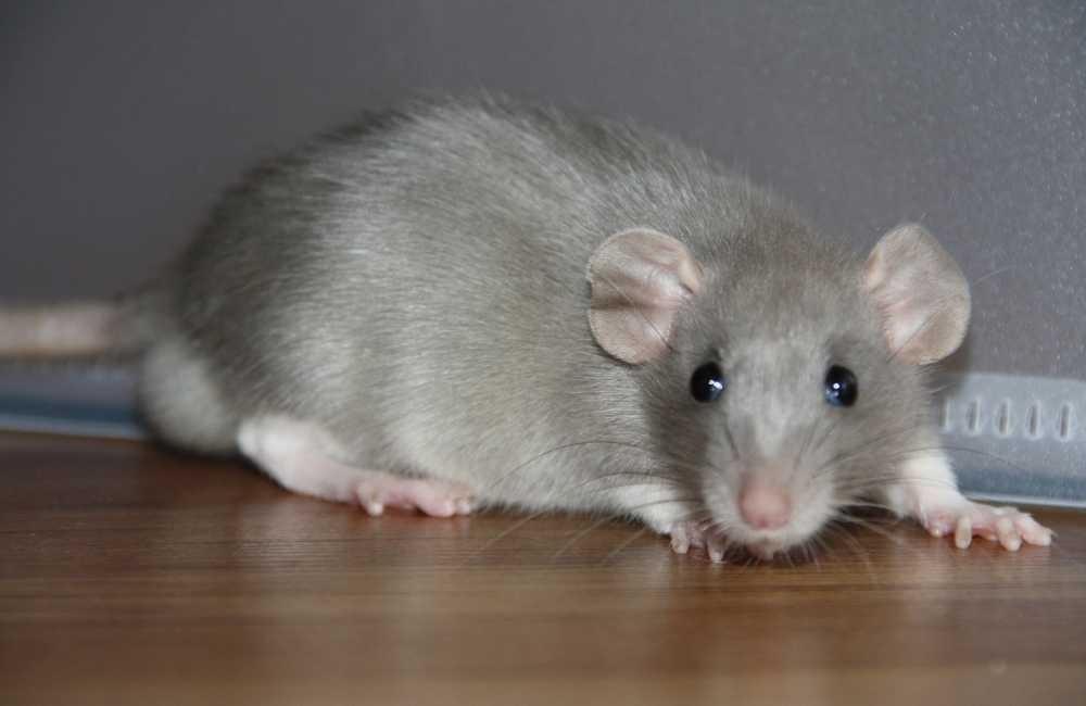 費用比較｜自行 vs 請滅鼠公司，真的差很多嗎？