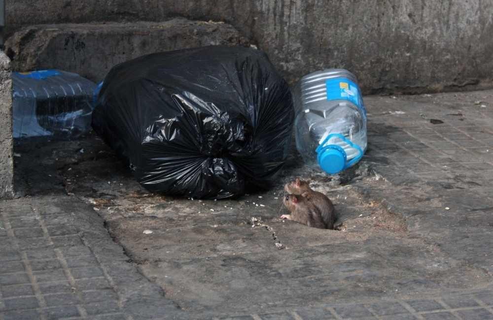 你真的了解老鼠問題的嚴重性嗎？別再以為只是「小動物」