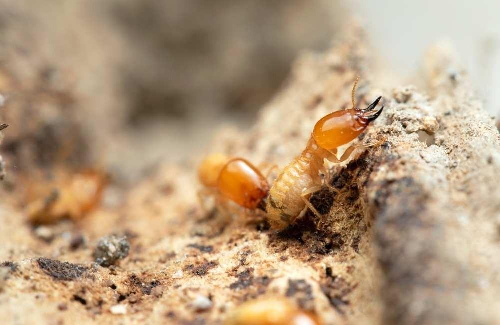 白蟻藥哪裡買不會踩雷?三大通路實測分析