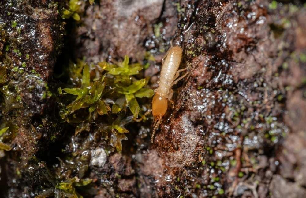 白蟻藥哪裡買錯了會怎樣?用錯藥的4大風險