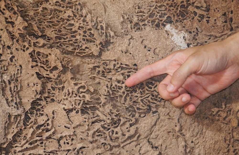 白蟻藥哪裡買才安心?從合法標示開始看起