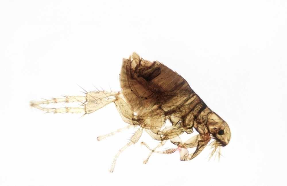 跳蚤怕什麼？專業除蟲師揭密天然驅趕與居家防治方法全攻略