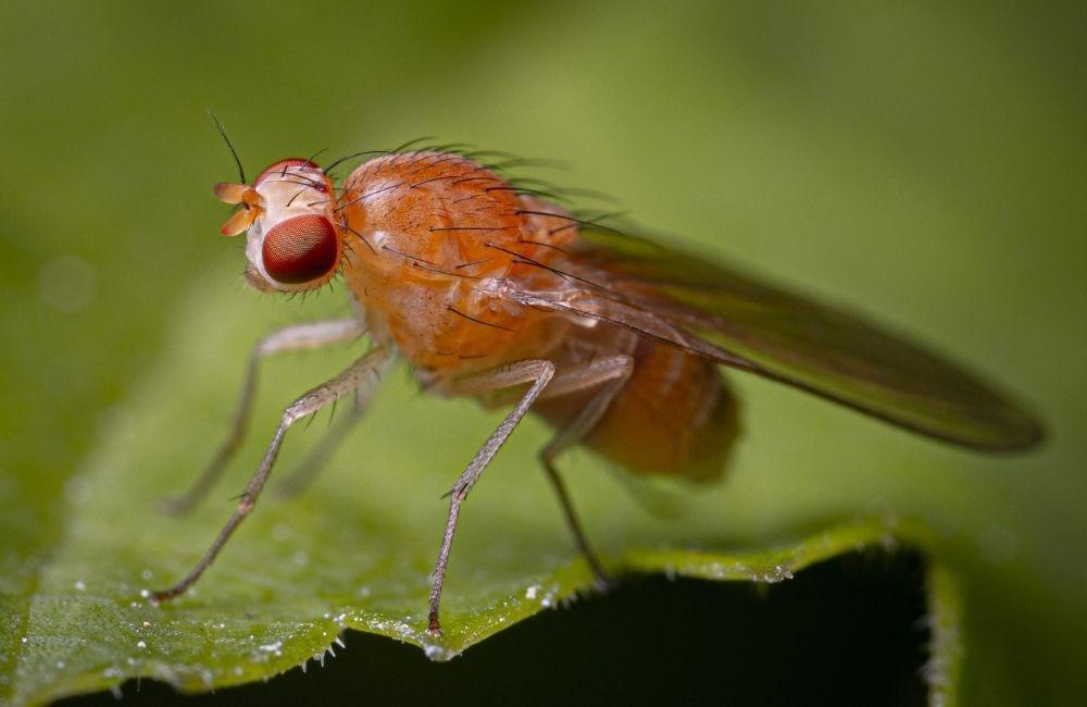 果蠅怎麼處理?從實務經驗看常見孳生源與判斷方式