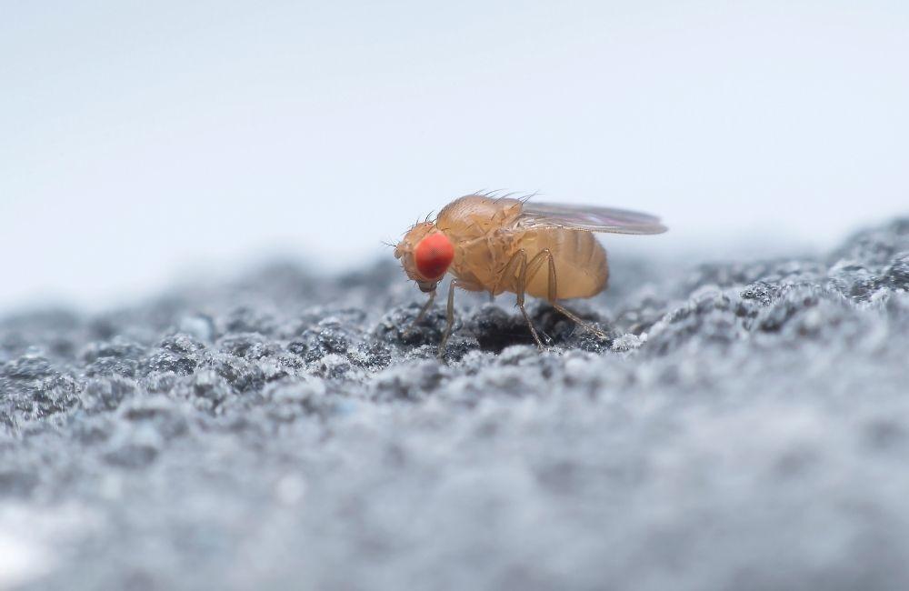 專業協助下的果蠅怎麼處理?源頭調查與管理建議