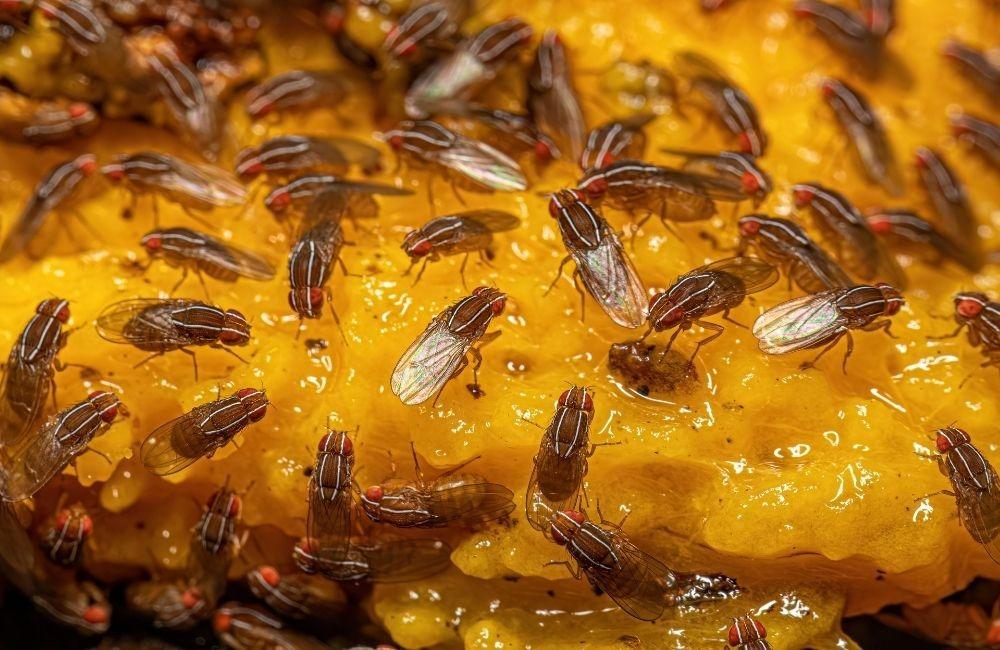 曾遇到的棘手案例｜從實務經驗看「果蠅怎麼處理最快」的最大關鍵