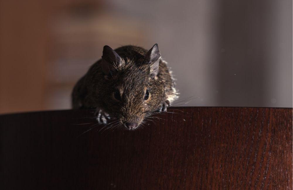 驅鼠膏有用嗎?這些使用情境最容易見效