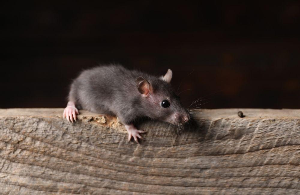 驅鼠膏 vs 黏鼠板、捕鼠籠、超音波:怎麼選才安全?