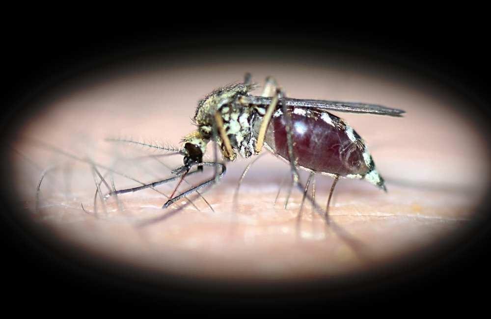 從打蚊子到防孑孓:正確的防治順序你做對了嗎?