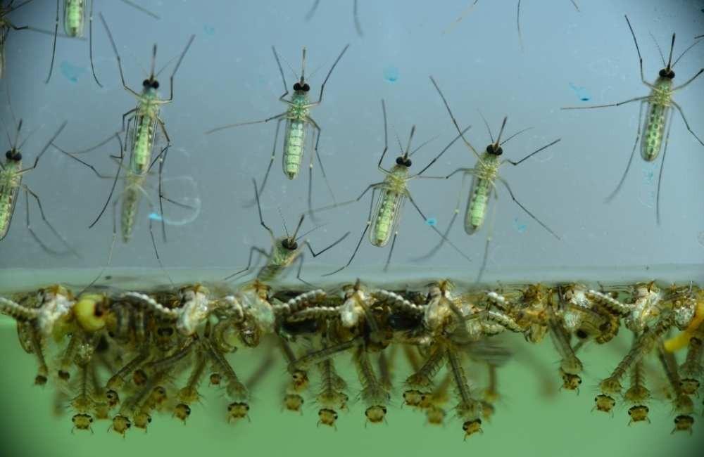 室內找不到蚊子的 5 大死角,90% 人都忽略了