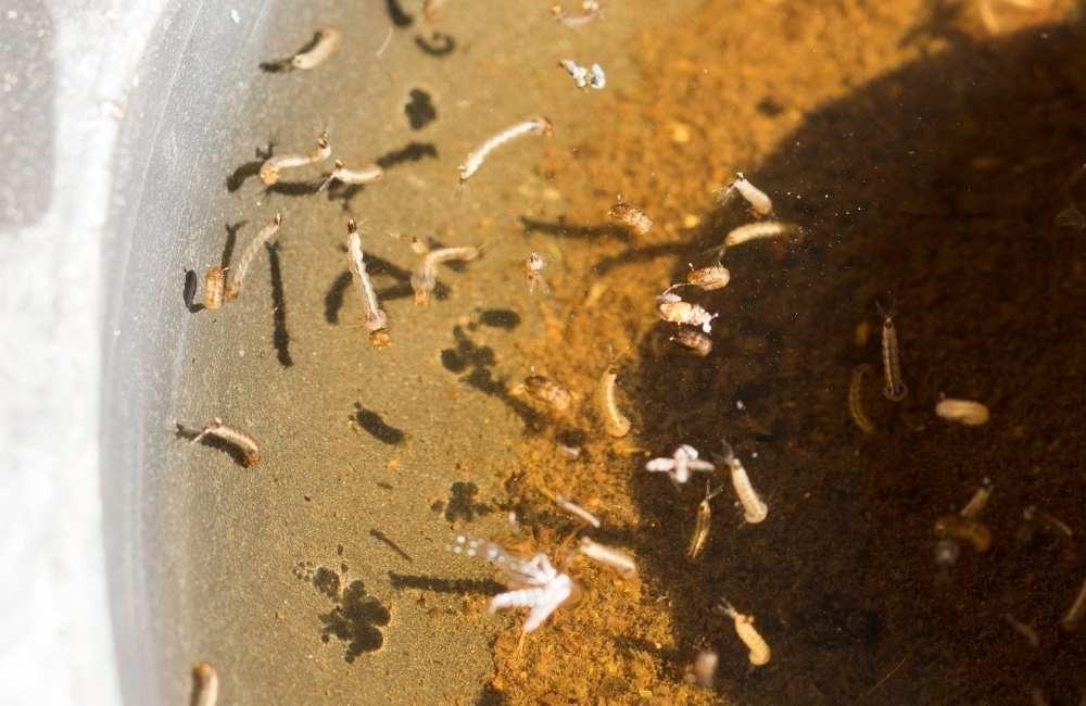 吸血後蚊子去哪裡產卵?這些戶外熱點不能忽略