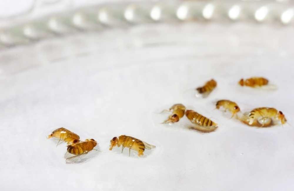 蚤蠅跟果蠅有什麼不一樣？兩者常被搞混，但真正的處理方式差很大