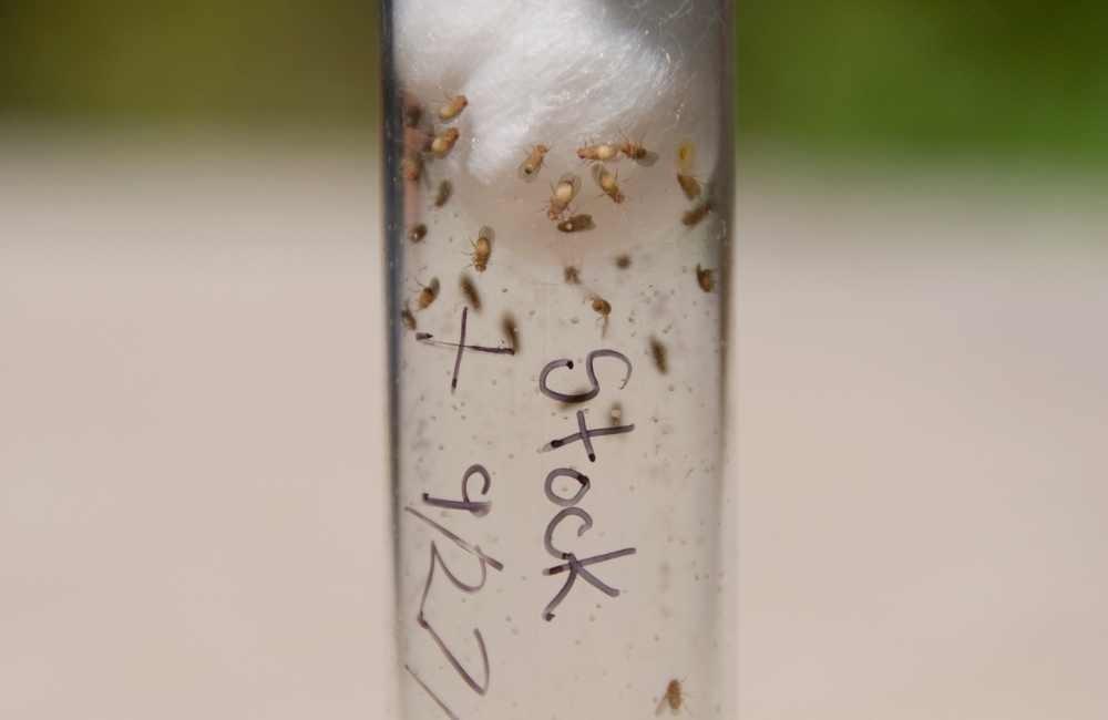 蚤蠅的生活史：卵、幼蟲、蛹、成蟲藏在哪裡？