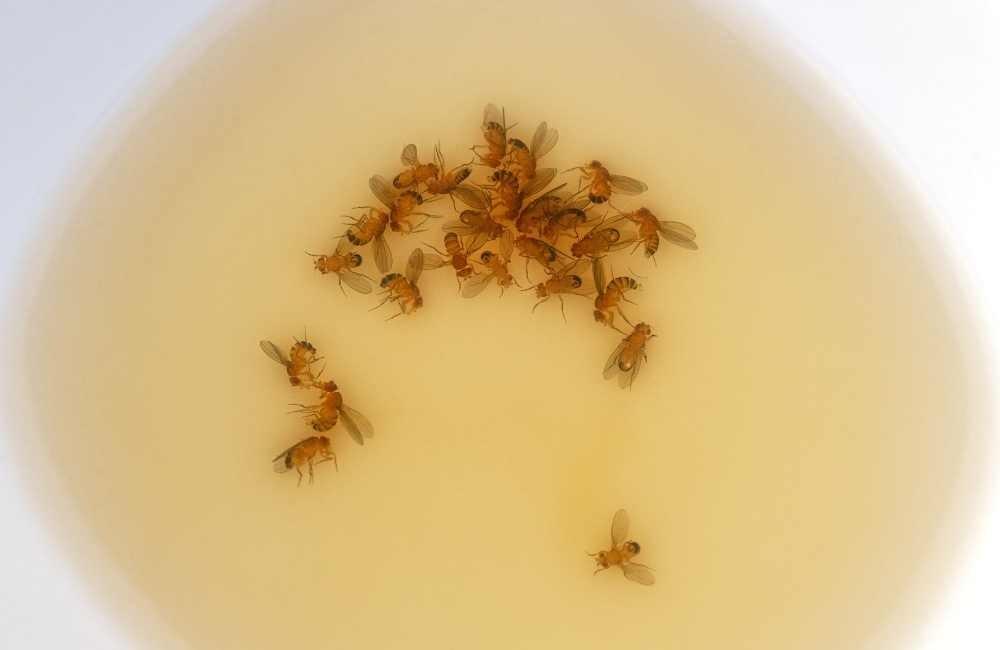 處理蚤蠅不能只噴藥：源頭清除的關鍵步驟