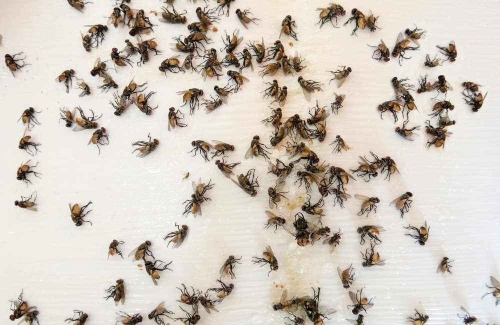 為什麼「蚤蠅＝果蠅」是錯的？兩者防治邏輯完全不同