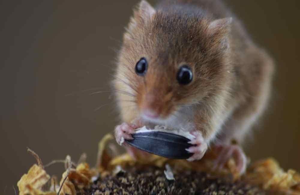 徒手抓老鼠的三大隱形風險