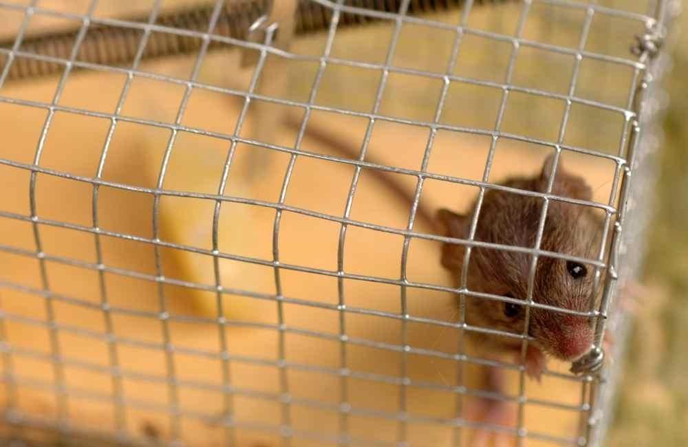 徒手抓老鼠,為什麼會被當成「最快的方法」?