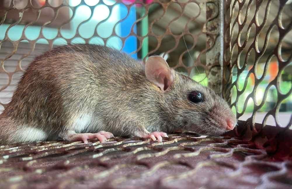 從專業角度看:徒手抓老鼠的成功率與失敗成本