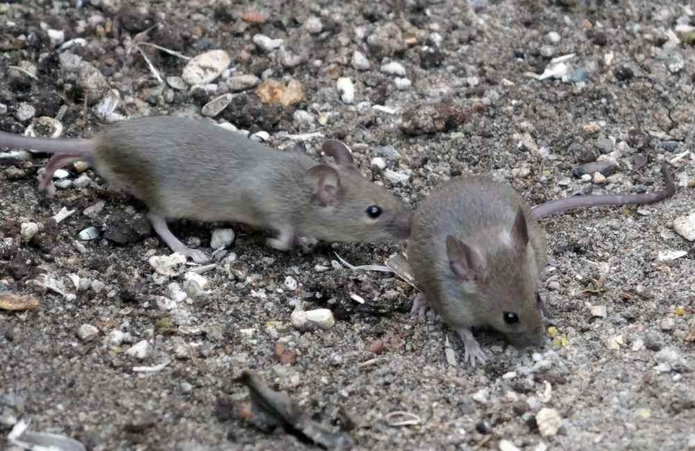 比徒手抓老鼠更實際的處理思路是什麼?