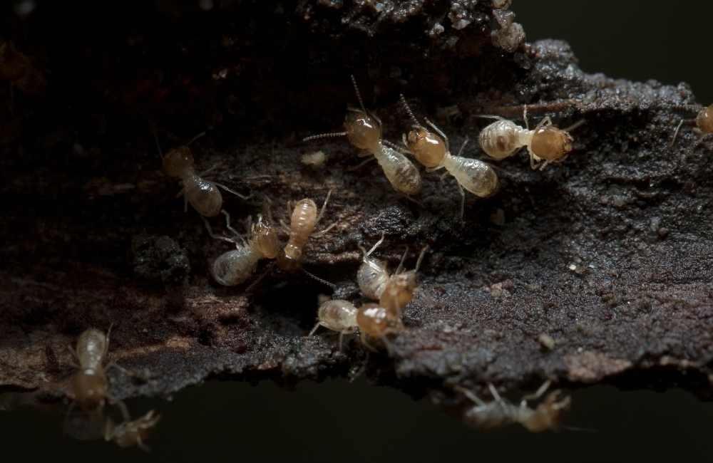 白蟻防治沒做好，屋子可能撐不過今年雨季！你忽略的3個防潮盲點