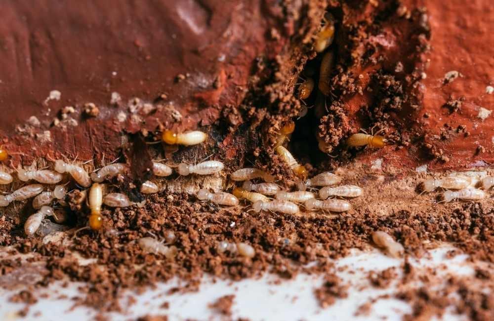 你忽略的防潮盲點,才是白蟻防治最大破口