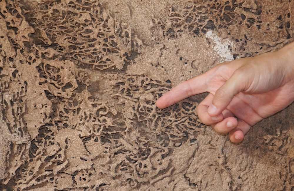 白蟻防治為什麼總是失敗?問題往往不只在白蟻本身