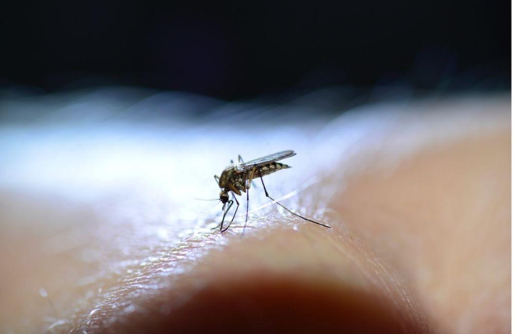 房間一直有蚊子怎麼辦？從環境、氣味到防蚊方式完整解析